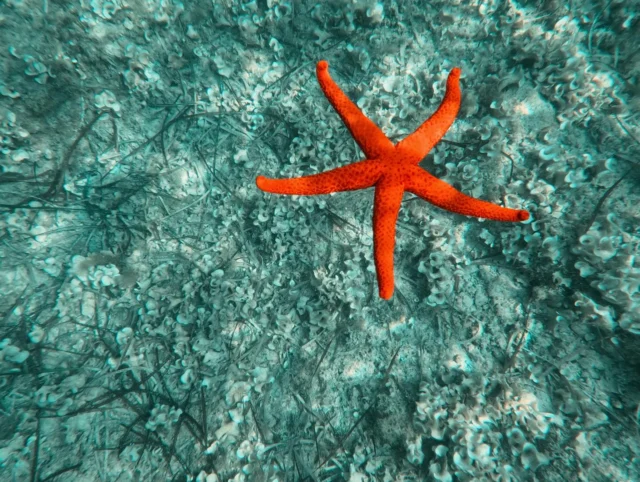 🤿 ¡En VIK nos encanta hacer paradas para bucear y observar la fauna marina! y cuando personas que vienen a dar la vuelta, como en este caso @nuriazall, se traen la GoPro salen fotones como estos 🩵💚

1. Estrella Espinosa Roja 
2. Pelagia Nocticula
3. Oblada Melanura (el buceador creemos que es @pinguilandd 😄)
4. Fredi (¡el favorito de nuestro guía Xabi!)
5. Raspallón o Esparrallón
6. Posidonía Oceánica

🐙 Y a ti ¿qué animal te gustaría ver durante la vuelta? 👀

#vik #vik25 #vueltaibizakayak #descubreibizaenkayak #ibiza #pitiusas #kayak #kayaking #kayaklife #wildlife #diving #buceo #snorkeling #gopro #faunaoceánica #pecesdelmediterráneo #oceanlover #naturelover #ecofriendly #elveranodetuvida #lamardebien